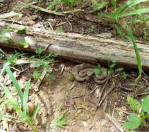 Image of Lansberg's hog nose viper