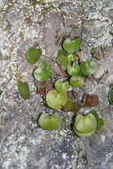 Adiantum reniforme subsp. reniforme的圖片