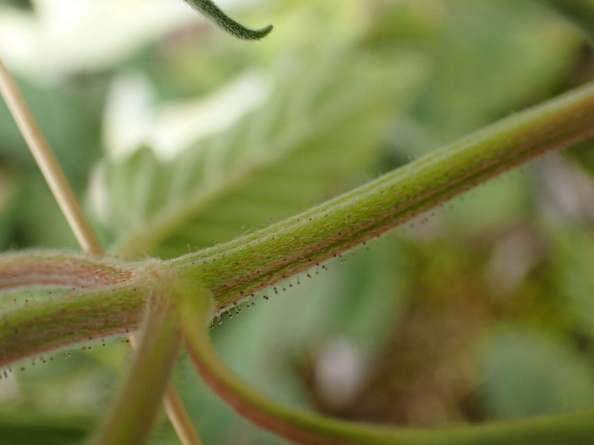 Image of Downy Hemp-nettle