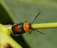 Imagem de Aporocera iridipennis