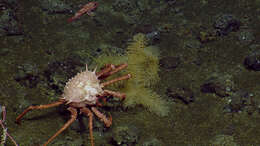 Image of deep-sea crab