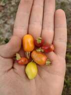 Image de Eugenia involucrata DC.