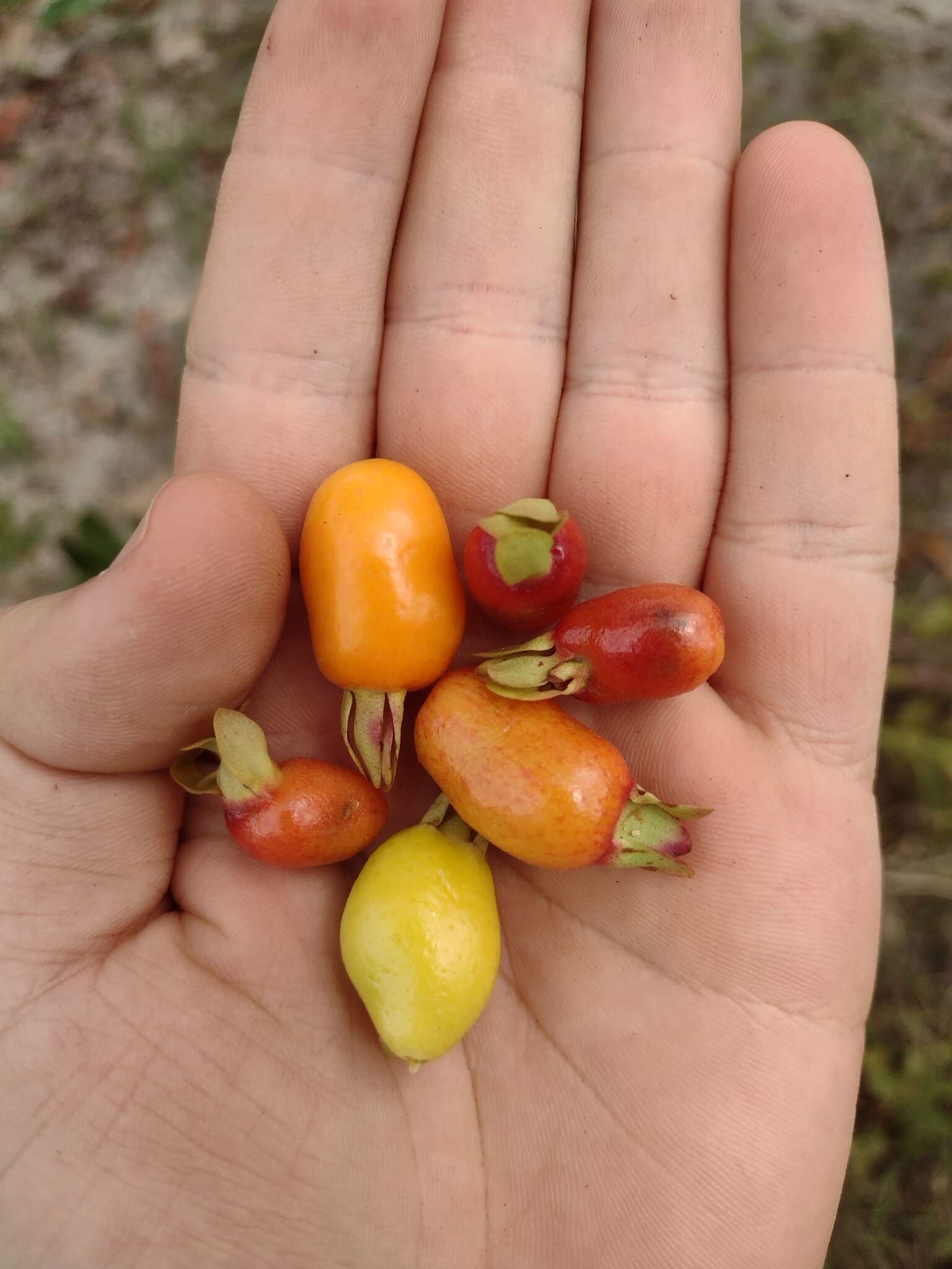 Image de Eugenia involucrata DC.