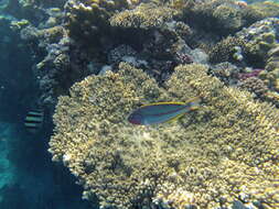 Image of Klunzinger's wrasse