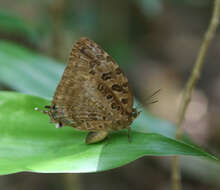 Image de Arhopala anthelus (Westwood (1852))