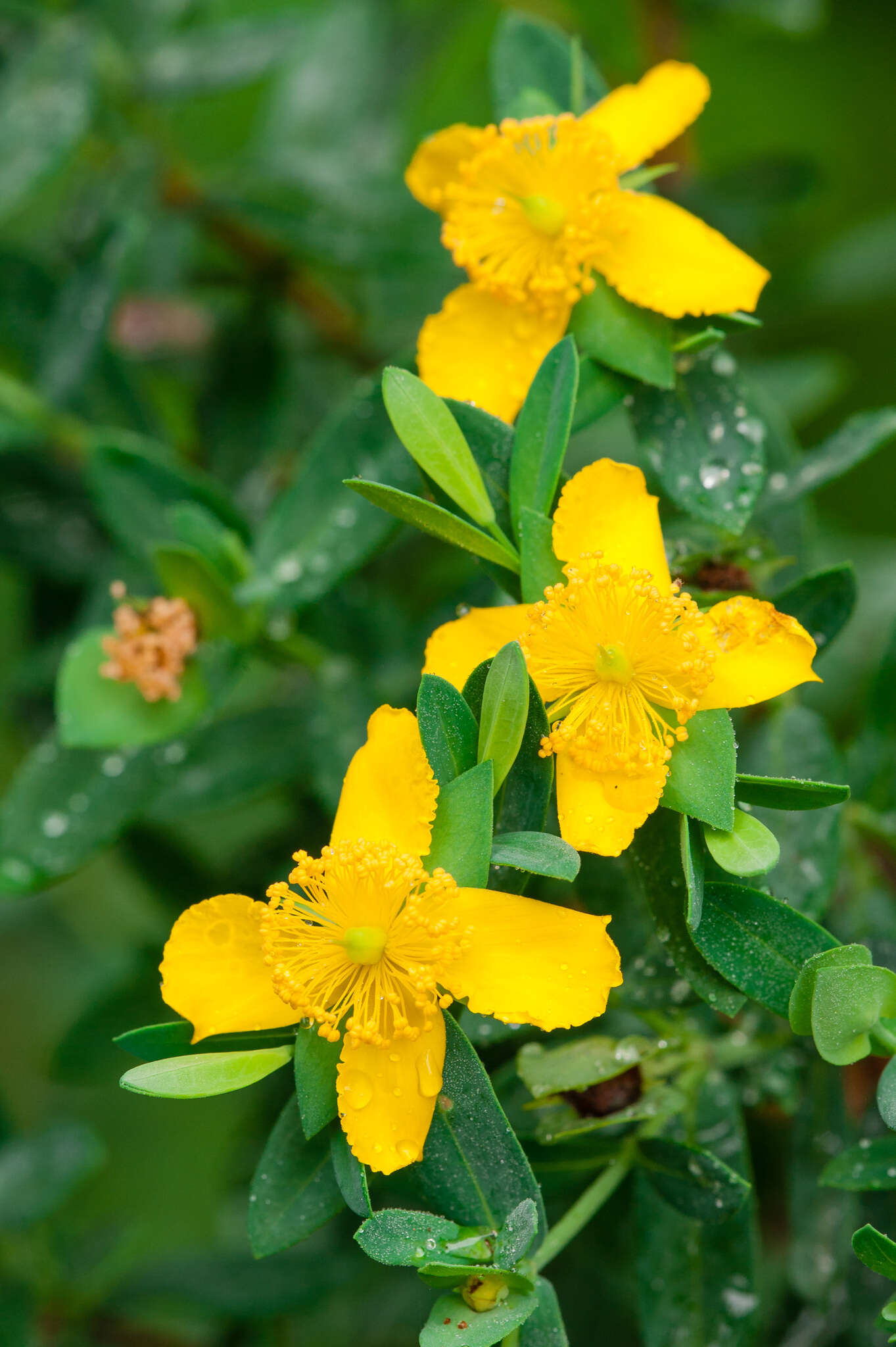 Imagem de Hypericum edisonianum (Small) P. Adams & N. Robson