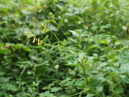 Image of Corydalis raddeana Regel