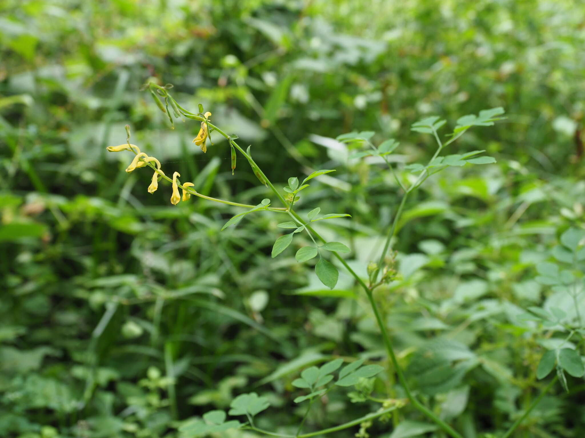 Image of Corydalis raddeana Regel