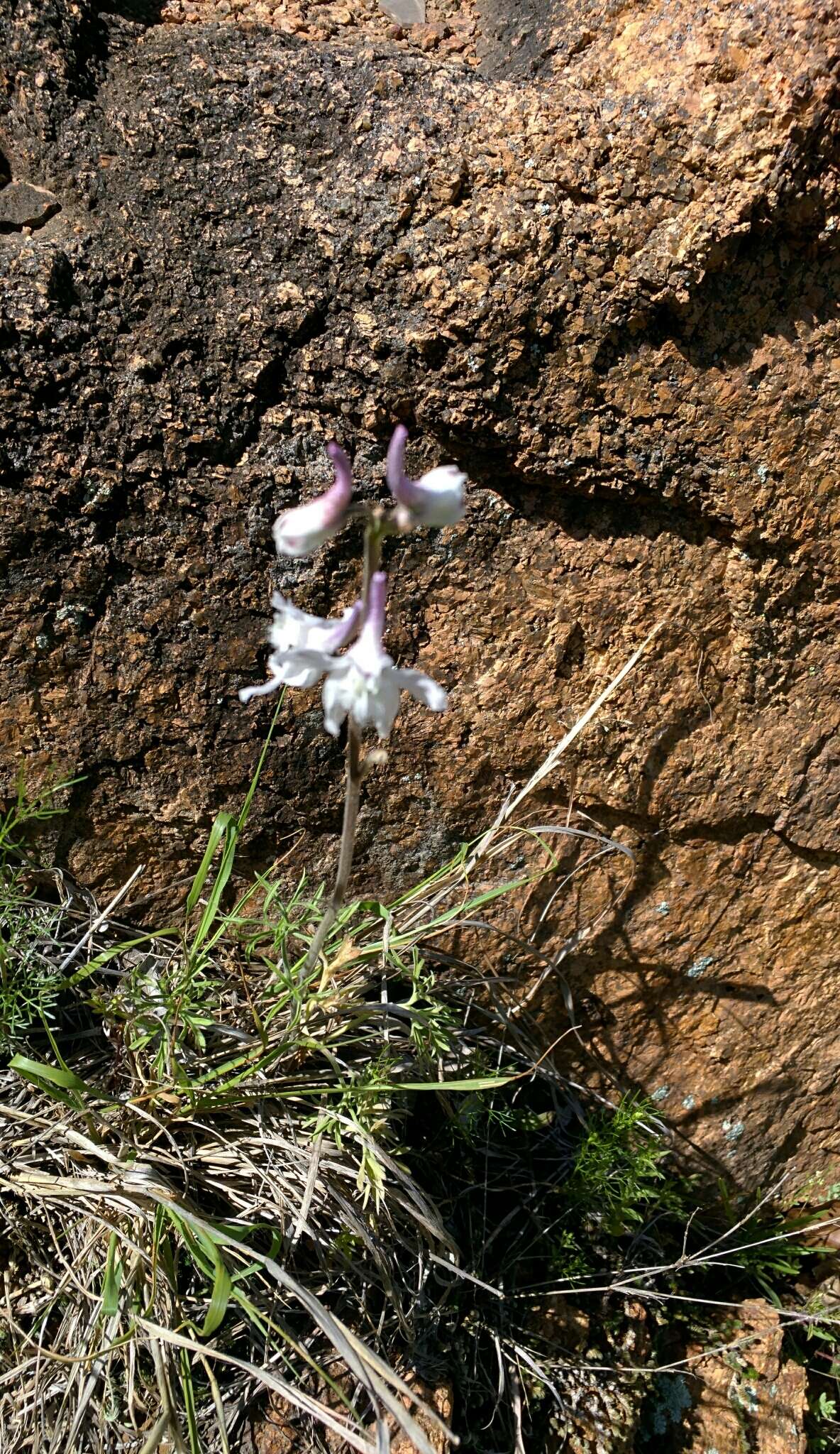 Delphinium carolinianum subsp. virescens (Nutt.) R. E. Brooks的圖片