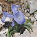 Sivun Iris nusairiensis Mouterde kuva