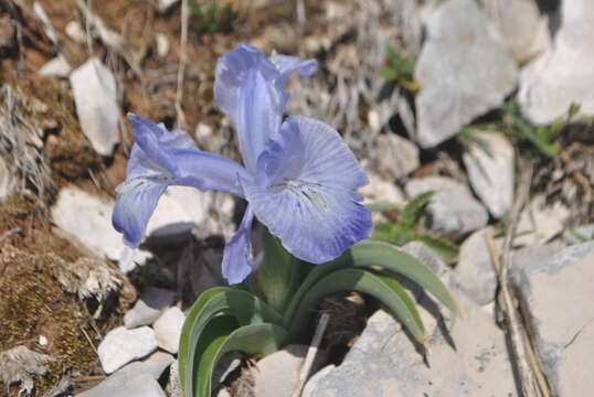 صورة Iris nusairiensis Mouterde