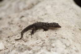 Image of Gilbert's Leaf-toed Gecko