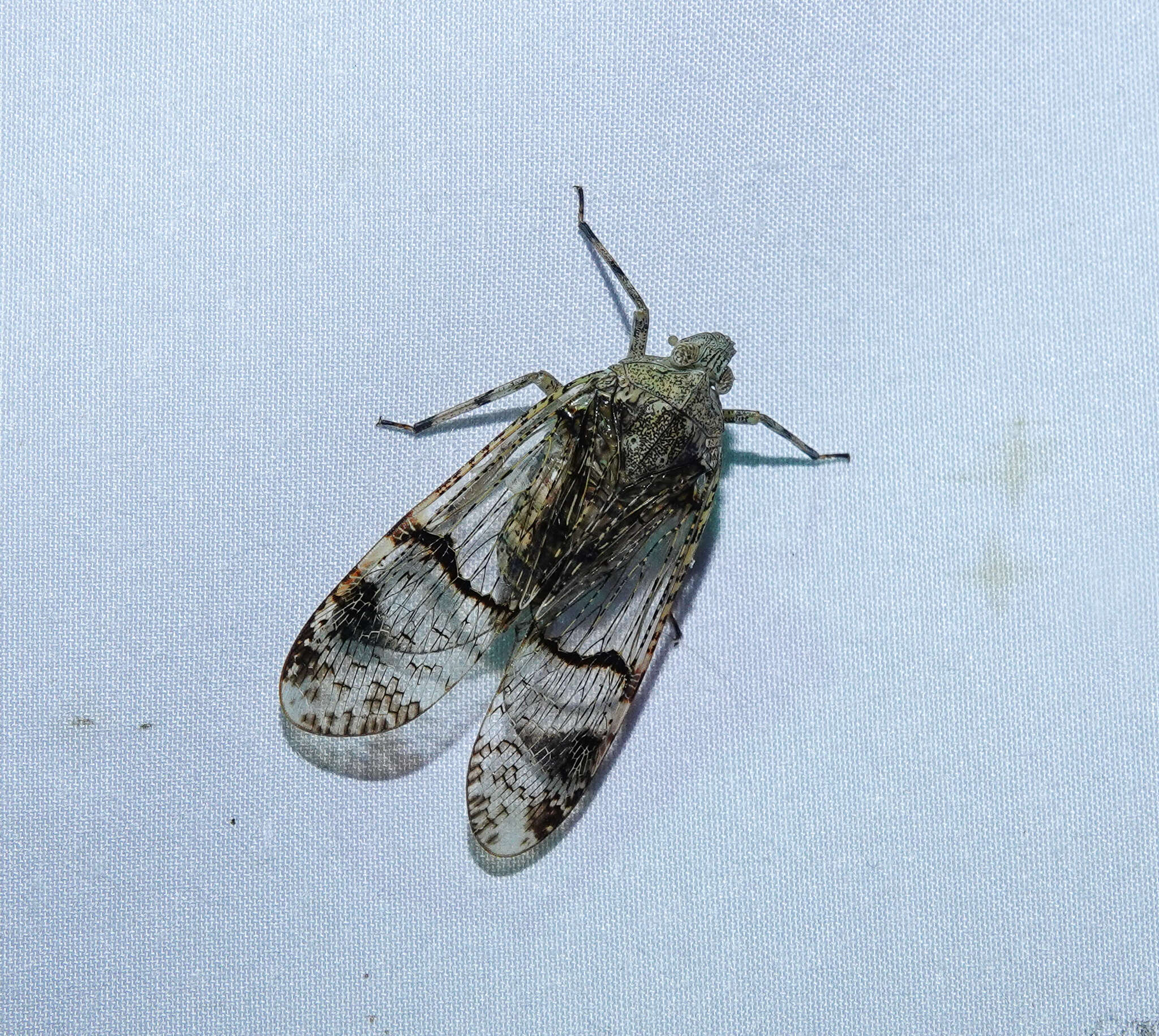 Image of Dichoptera hyalinata (Fabricius 1781)