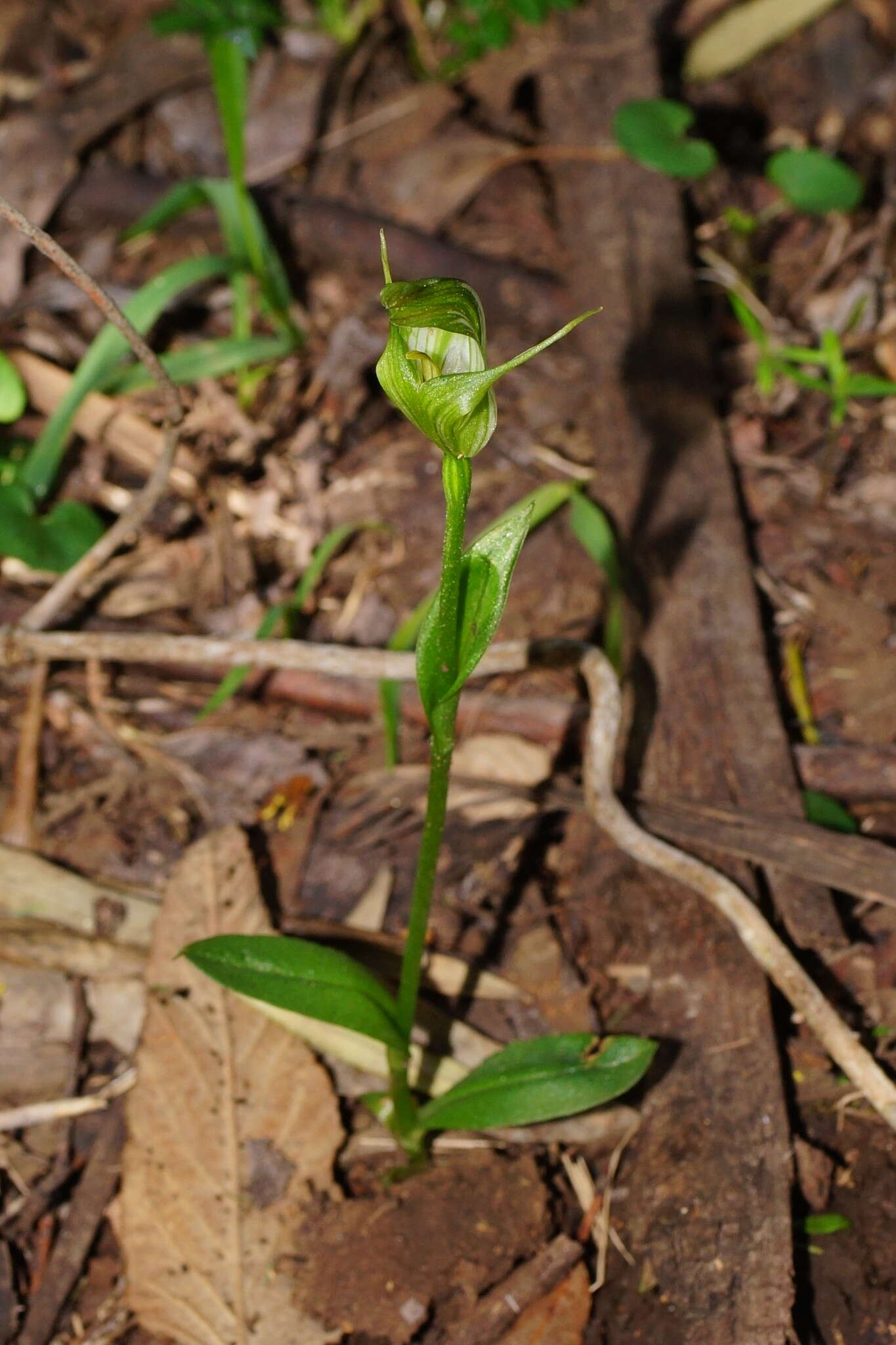 Image of Alpine greenhood