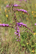 صورة <i>Liatris <i>pauciflora</i></i> var. pauciflora