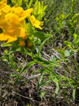 Image of Carolina puccoon