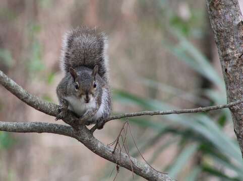 Image of Sciurus subgen. Sciurus Linnaeus 1758