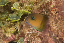 Image of Midas coralblenny