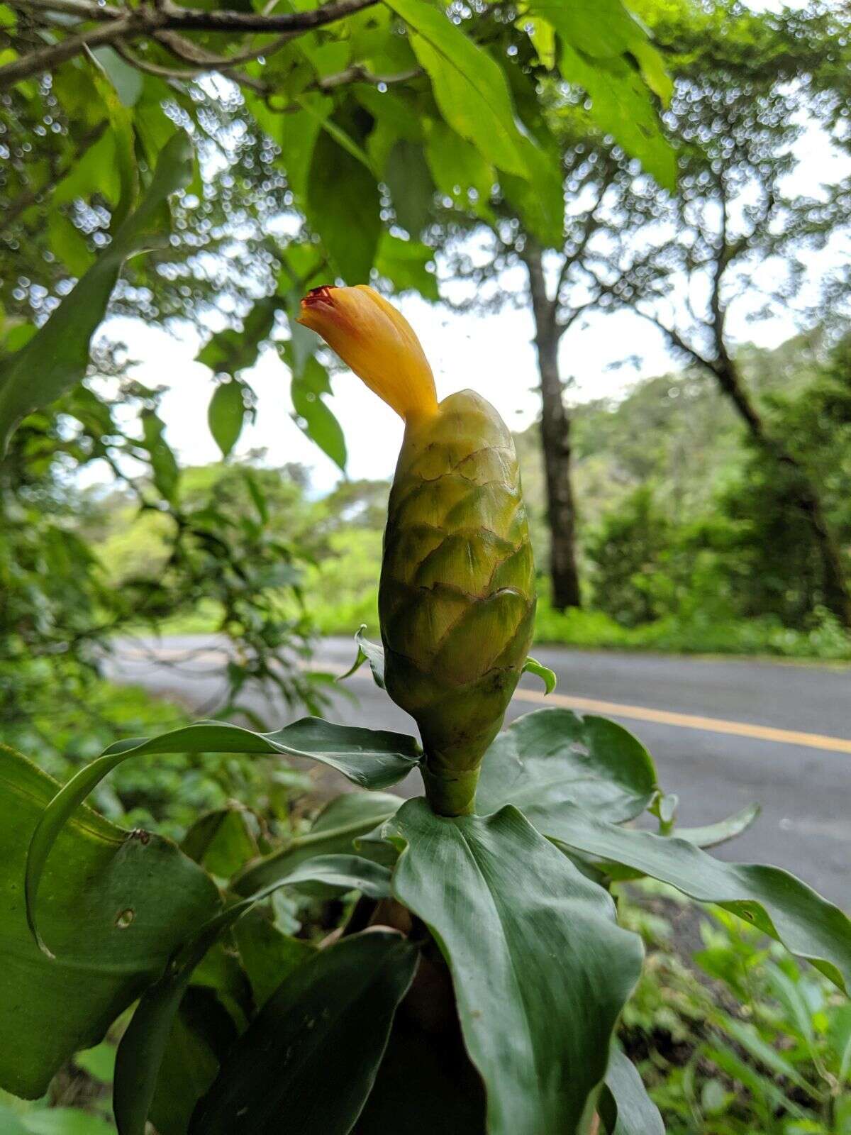 Image of Costus wilsonii Maas