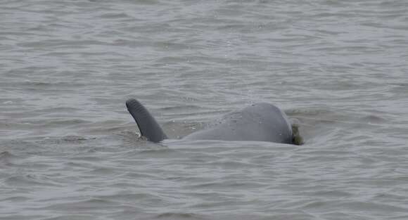 Image of Bottlenose Dolphin