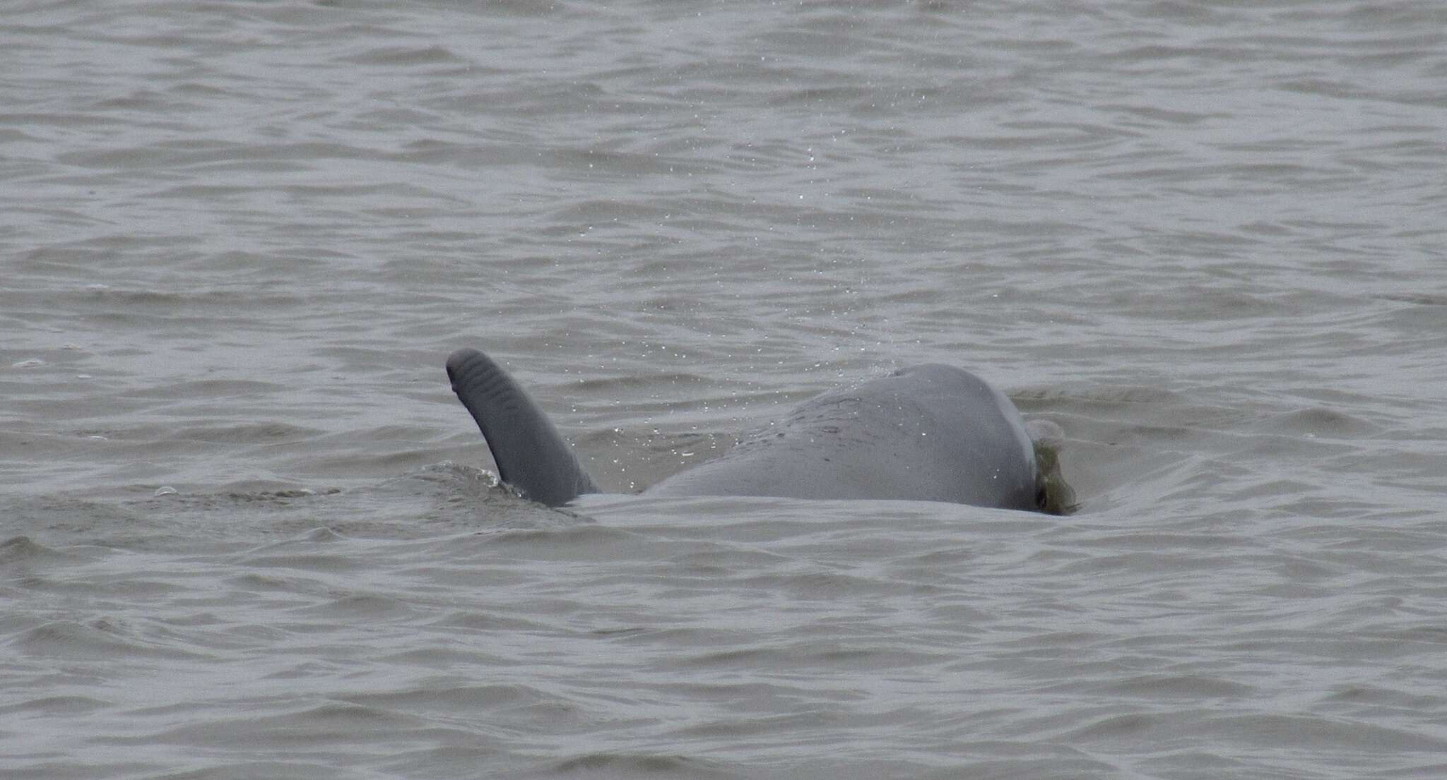 Imagem de Tursiops Gervais 1855