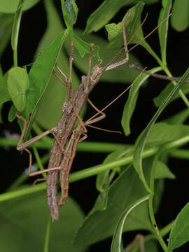 Image of Northern Two-striped Walkingstick