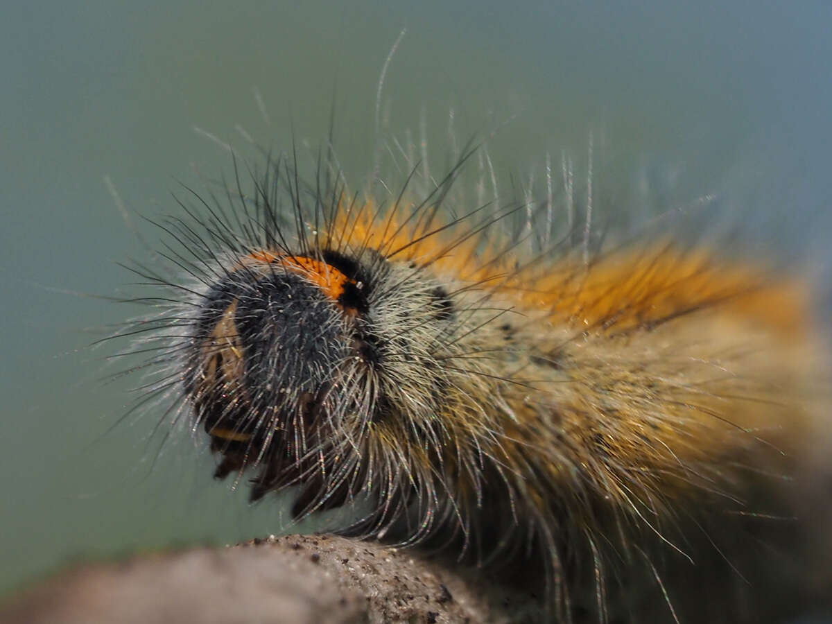 Image of grass eggar