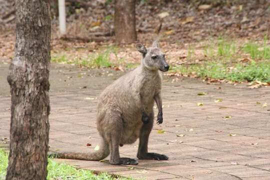 Imagem de Macropus bernardus W. Rothschild 1904