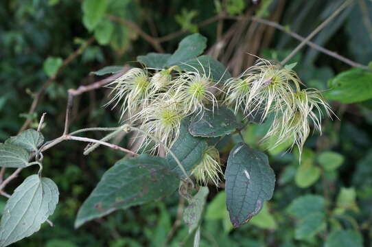 Imagem de Clematis leschenaultiana DC.