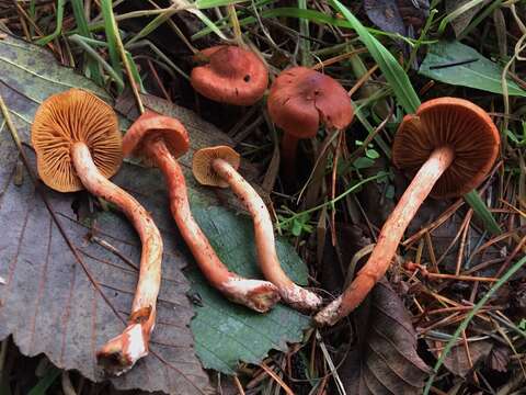 Image of Cortinarius uliginosus Berk. 1860