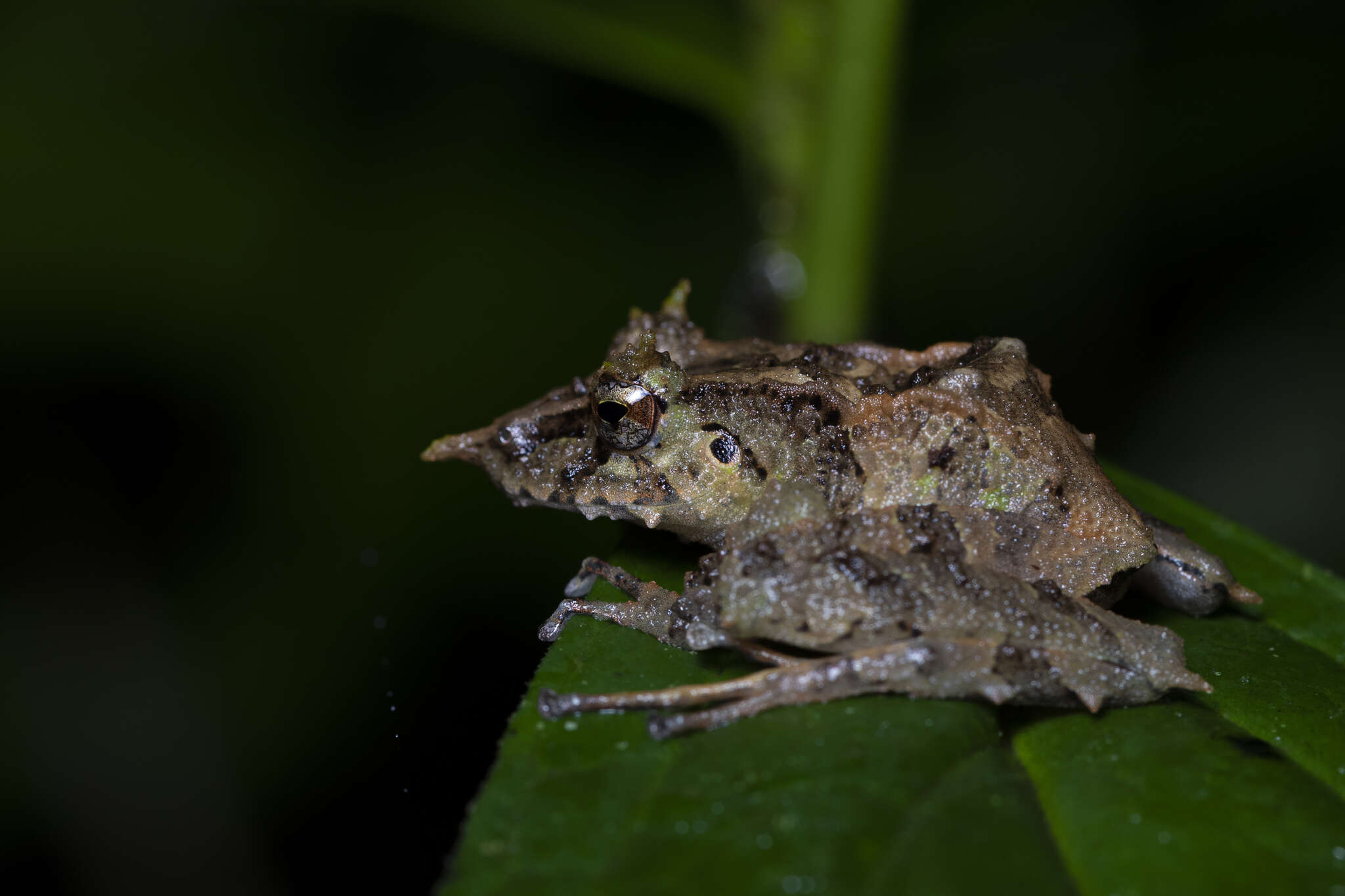 Image of Pacific robber frog