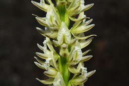 Image of Christmas leek orchid