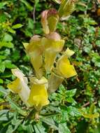 Image of Antirrhinum braun-blanquetii Rothm.