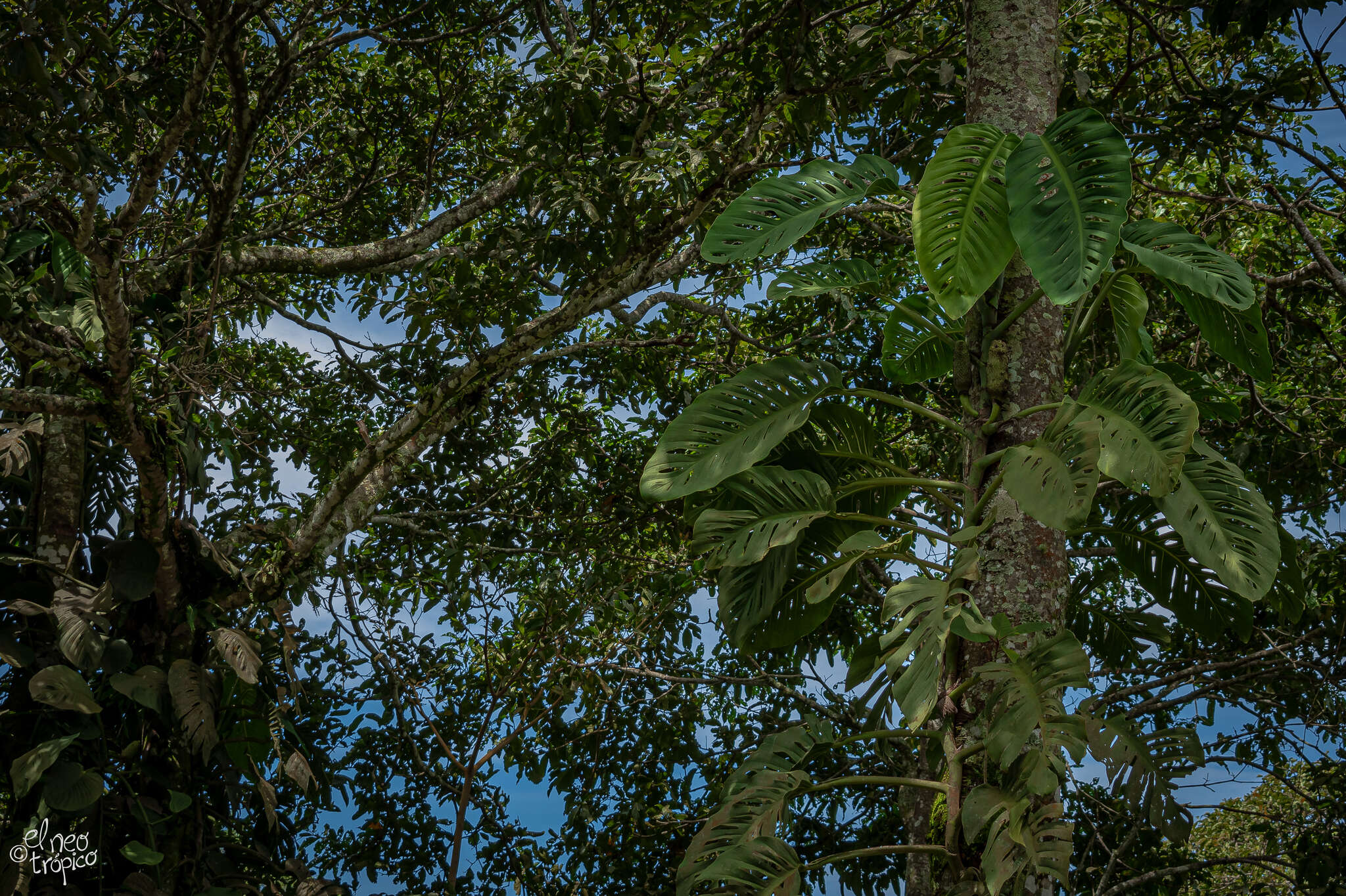 Image of Monstera acuminata K. Koch