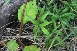 Image of Seneca snakeroot