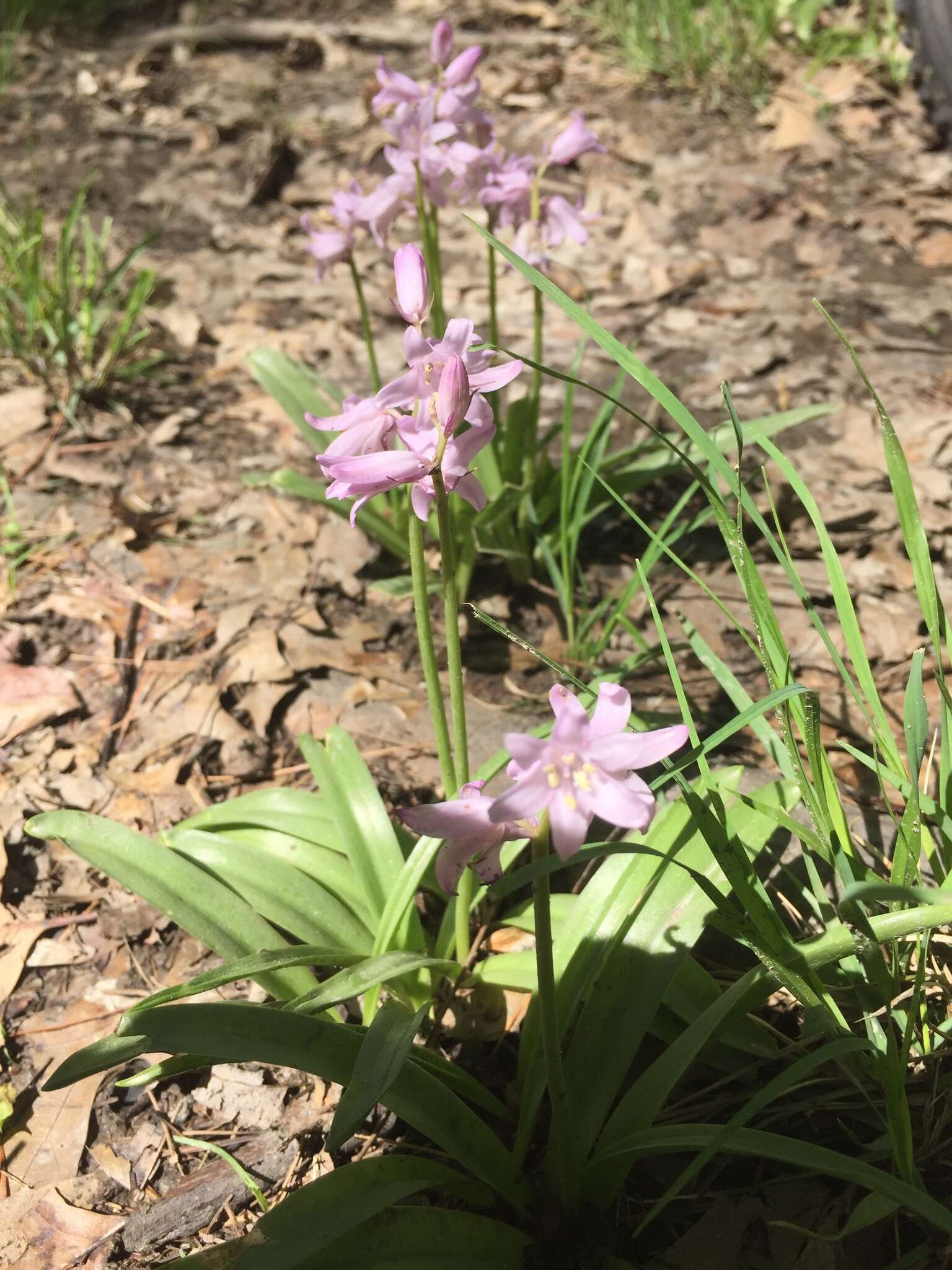 Image of Hispanic hyacinthoides