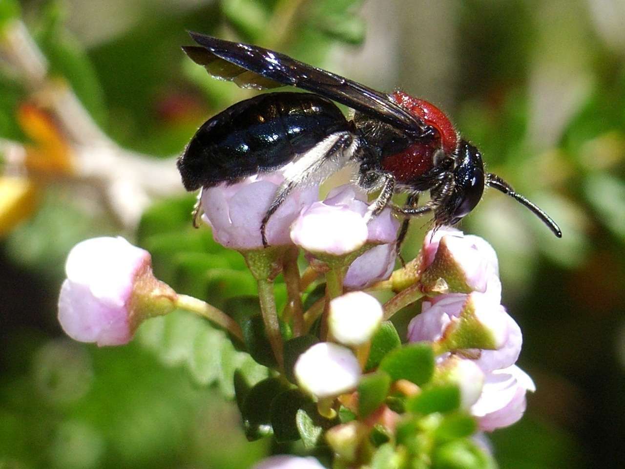 Image of Callomelitta picta Smith 1853