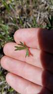 Image of Trifolium bifidum var. bifidum