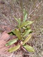 Acridocarpus excelsus A. Juss.的图像
