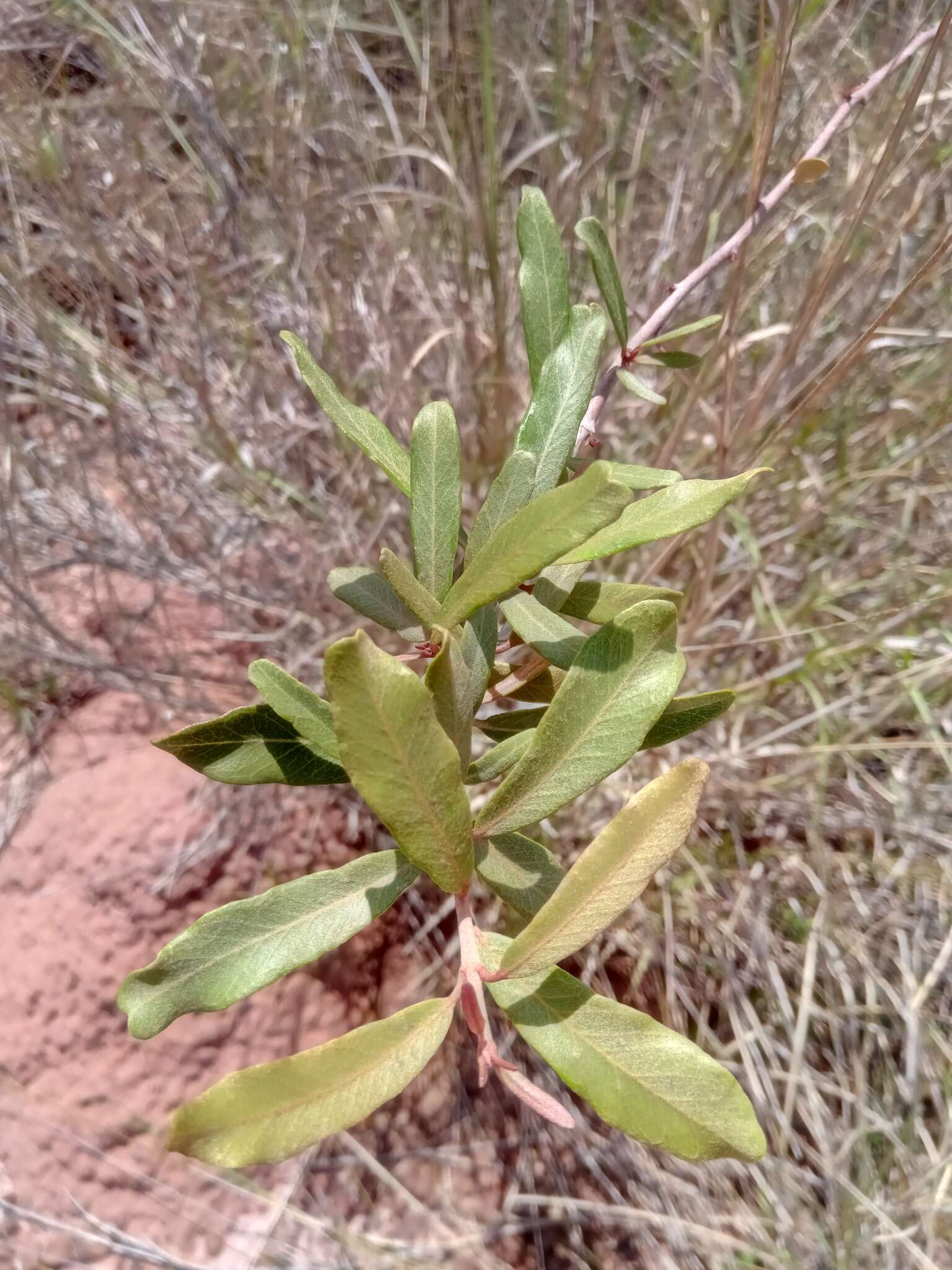 Acridocarpus excelsus A. Juss.的图像