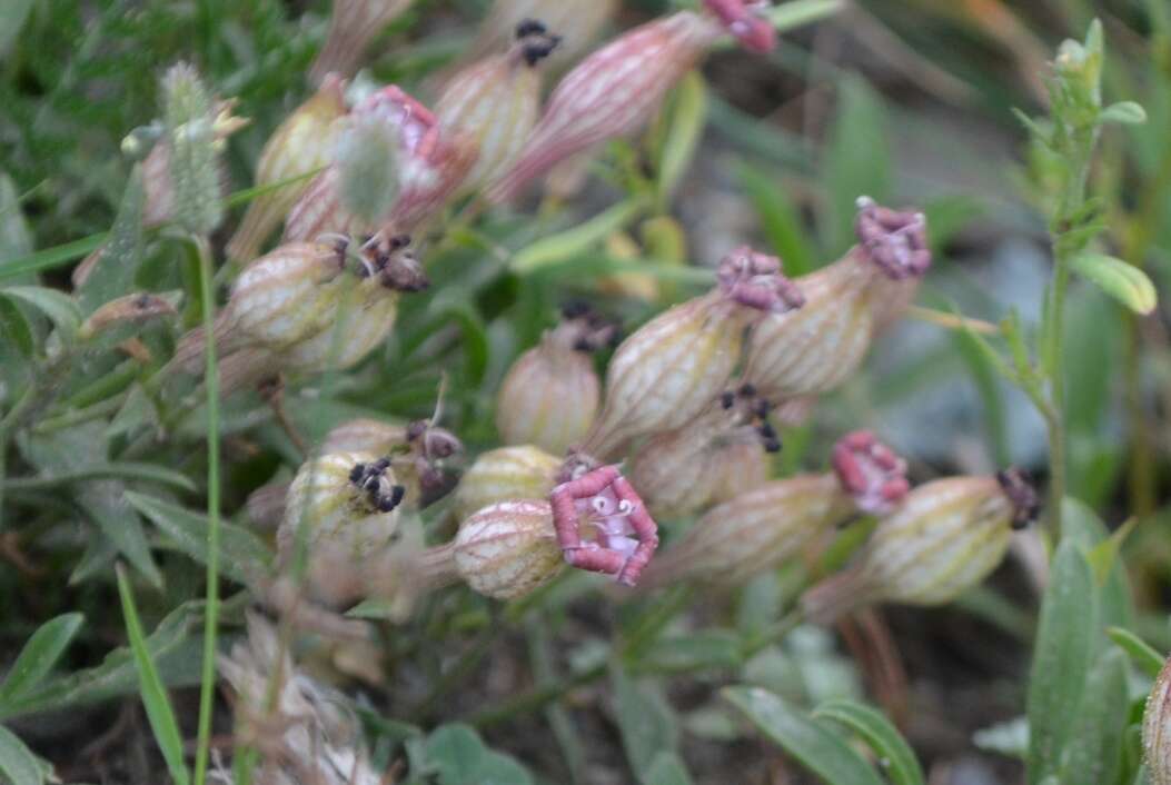 Слика од Silene vallesia L.