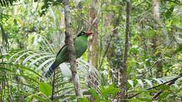 Image of Bornean Green Magpie