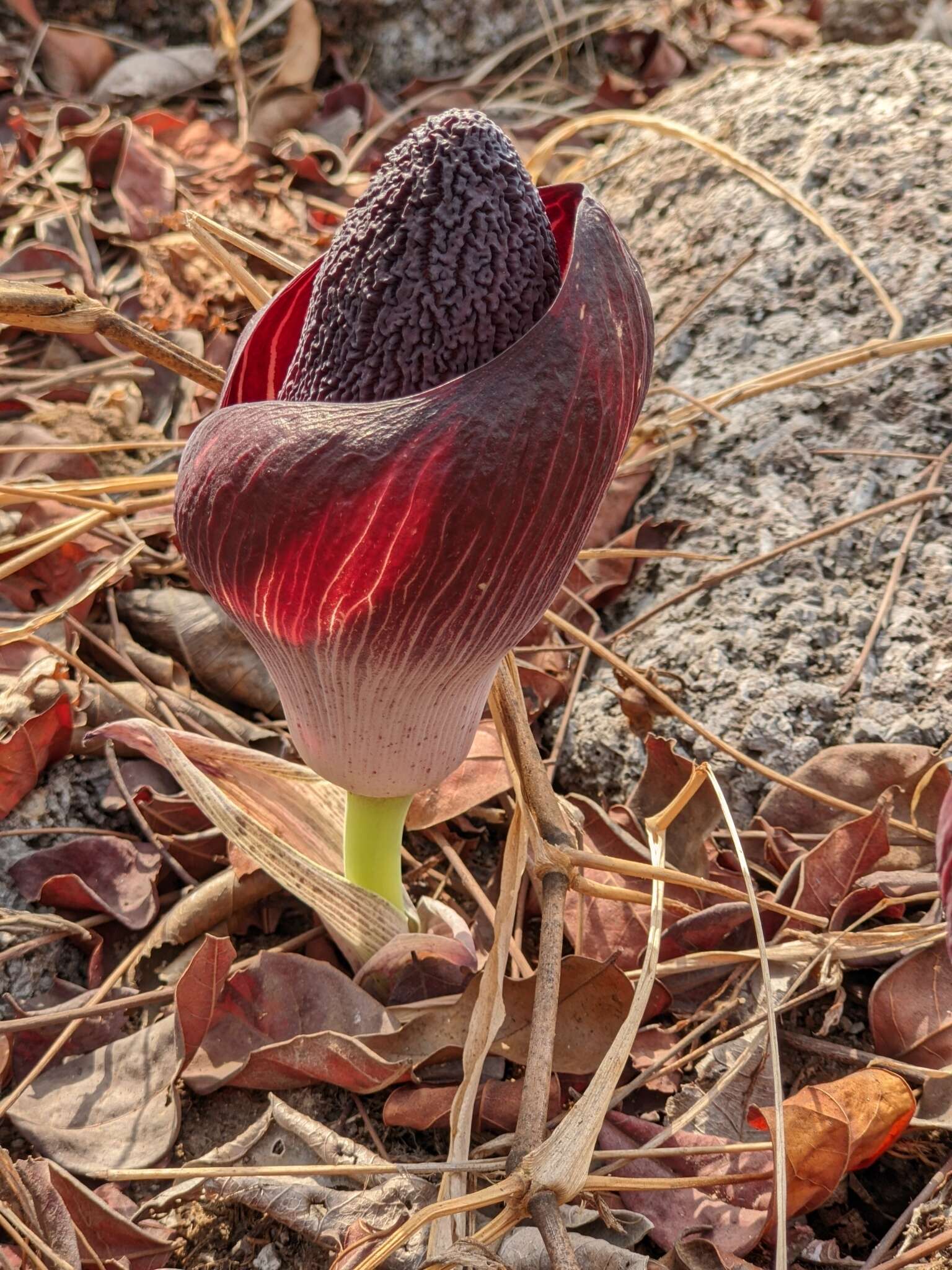 Amorphophallus aphyllus (Hook.) Hutch.的圖片