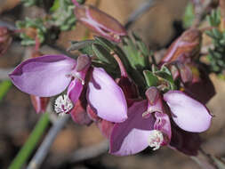 صورة Polygala microlopha var. microlopha