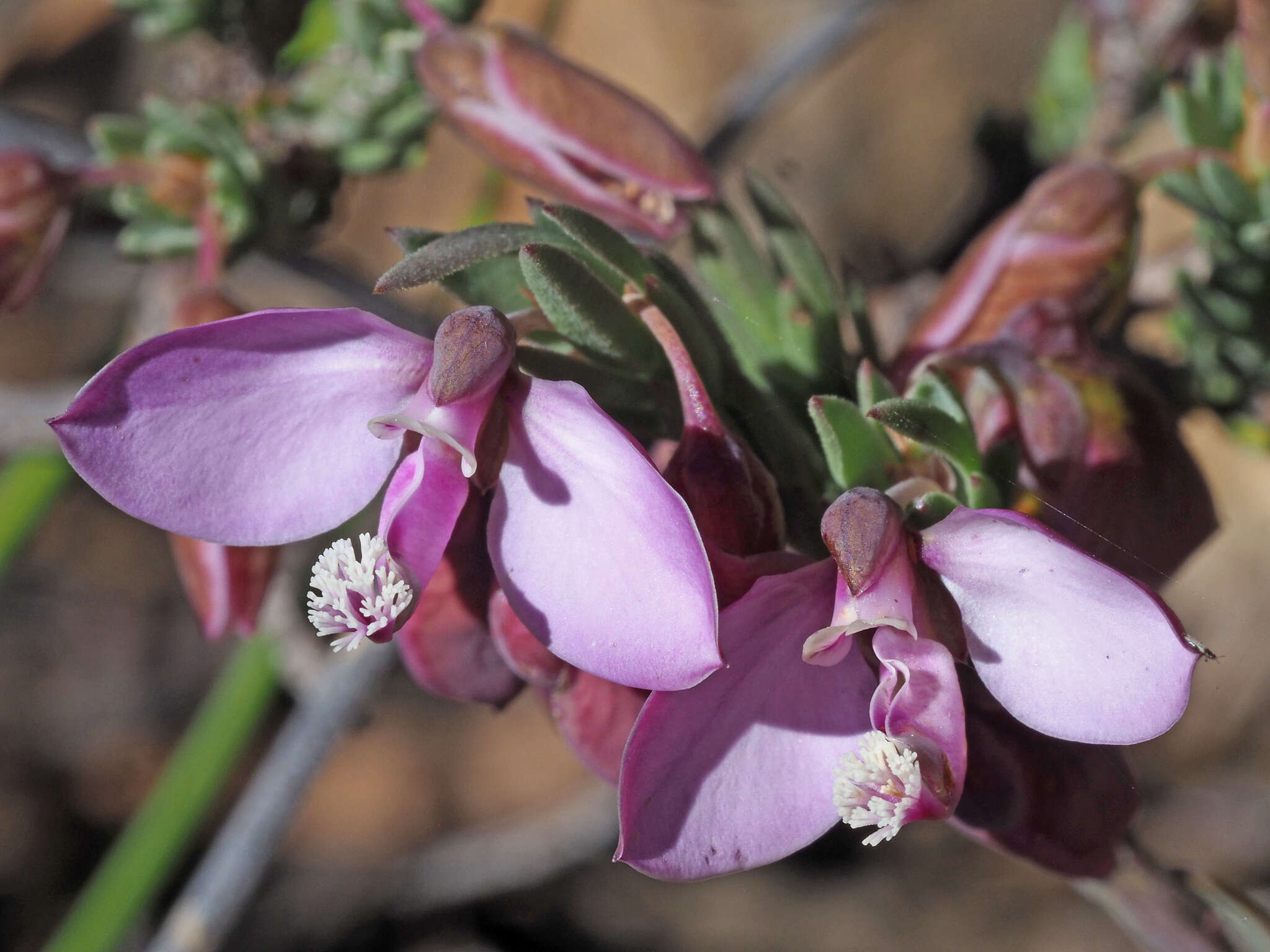 Image of Polygala microlopha var. microlopha