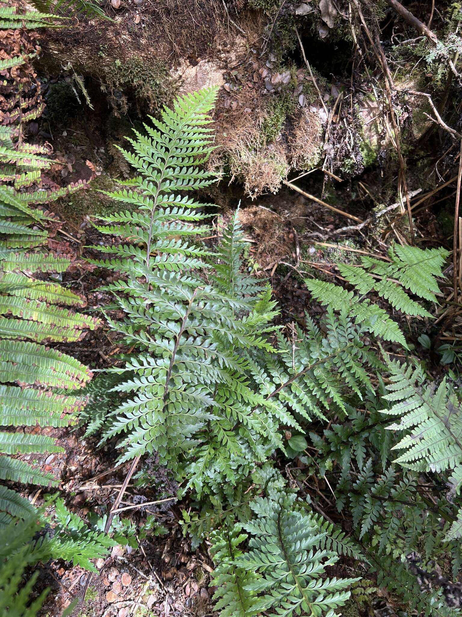 Image of Taper-Tip Spleenwort