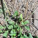 Image of Lepidium meyeri subsp. meyeri