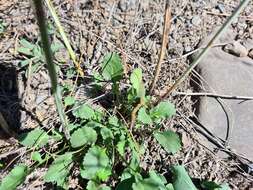 Image of Lepidium meyeri subsp. meyeri