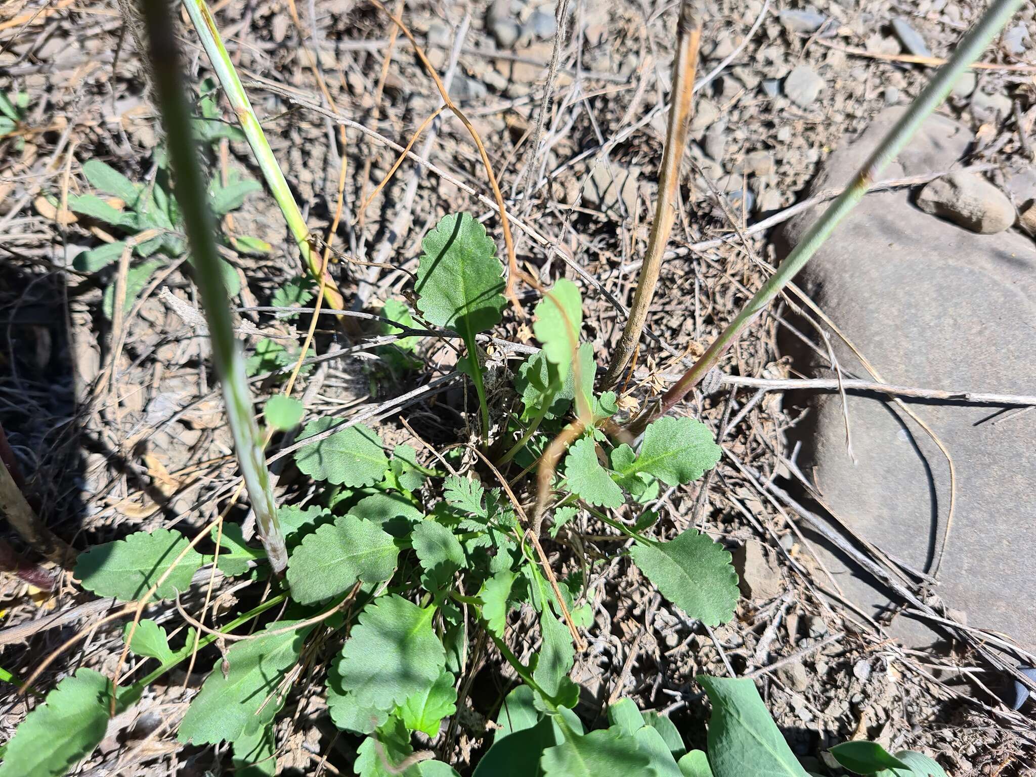 Sivun Lepidium meyeri subsp. meyeri kuva