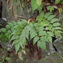 Image of Cyrtomium fortunei var. clivicola (Mak.) Tag.